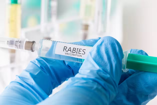 Canine Vaccination and Rabies Control: Shifting from Reactive Care to Preventive Strategy